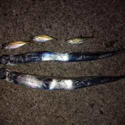 初めてのポイント